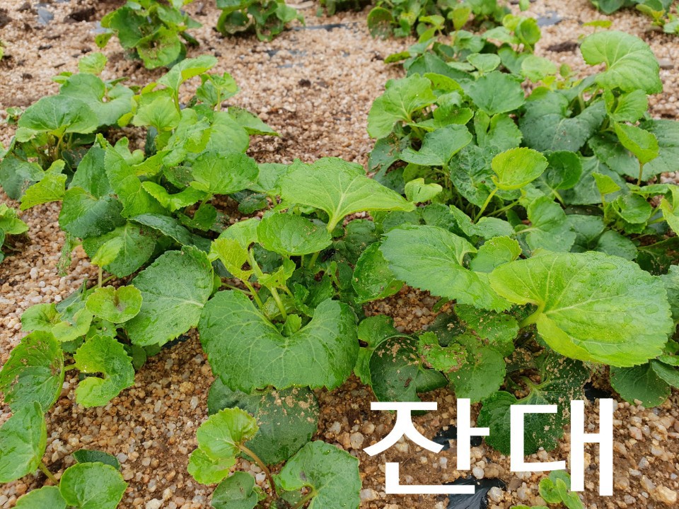 까치수퍼 이미지