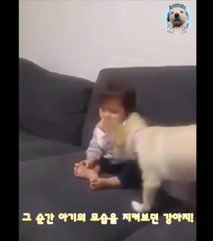 소파에서 위태롭게 졸던 아기를 본 강아지의 행동 | 인스티즈