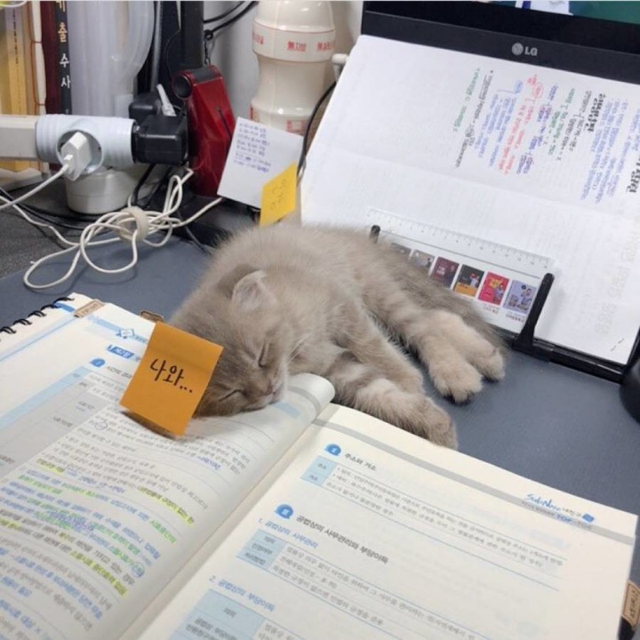 공시생 공부 방해하는 못된 고양이...jpg | 인스티즈