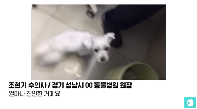 폭염 속 버려진 똘똘이가 모니로 개명한 사연 | 인스티즈