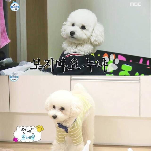 래퍼 슬리피의 반려견 김퓨리(매우 귀여움 주의).jpgif | 인스티즈