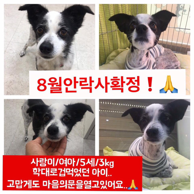 곧 안락사 될 강아지랑 방사 될 고양이 봐줘ㅜㅜ | 인스티즈