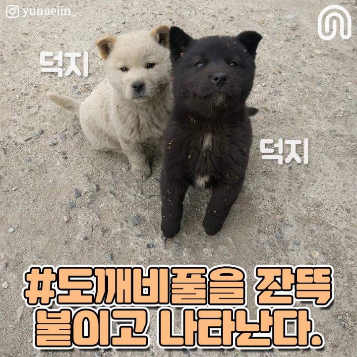 시골강아지들의 특징점.jpg | 인스티즈