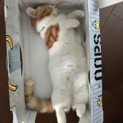 귀여운 고양이.jpg | 인스티즈