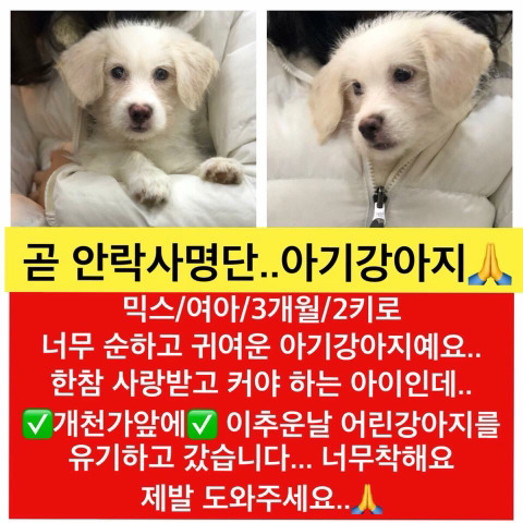 곧 안락사될 아이들 많아 보고가줘ㅠㅠㅠ공유라도 제발.. | 인스티즈