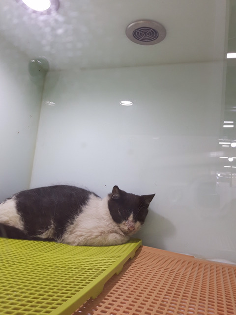 아픈고양이 모모 임보자나 입양자 제발 구해ㅠㅠㅠ | 인스티즈