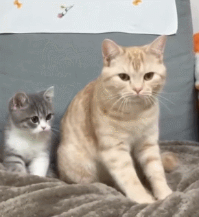 아깽이와 놀아주는 고양이 | 인스티즈