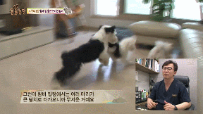 포메라니안의 사자 코스프레.gif | 인스티즈