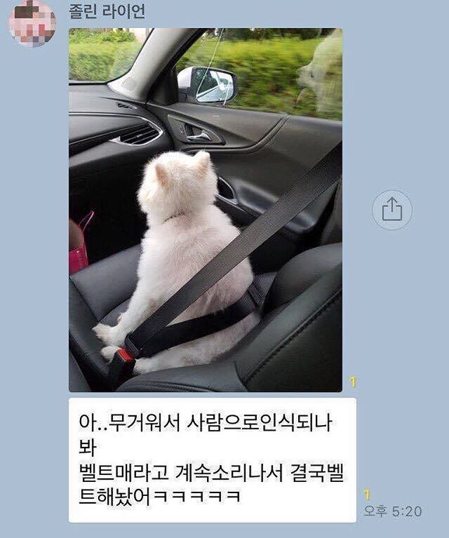 벨트 꼭 해야돼냥 | 인스티즈