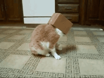 바보 냥청이들.gif | 인스티즈
