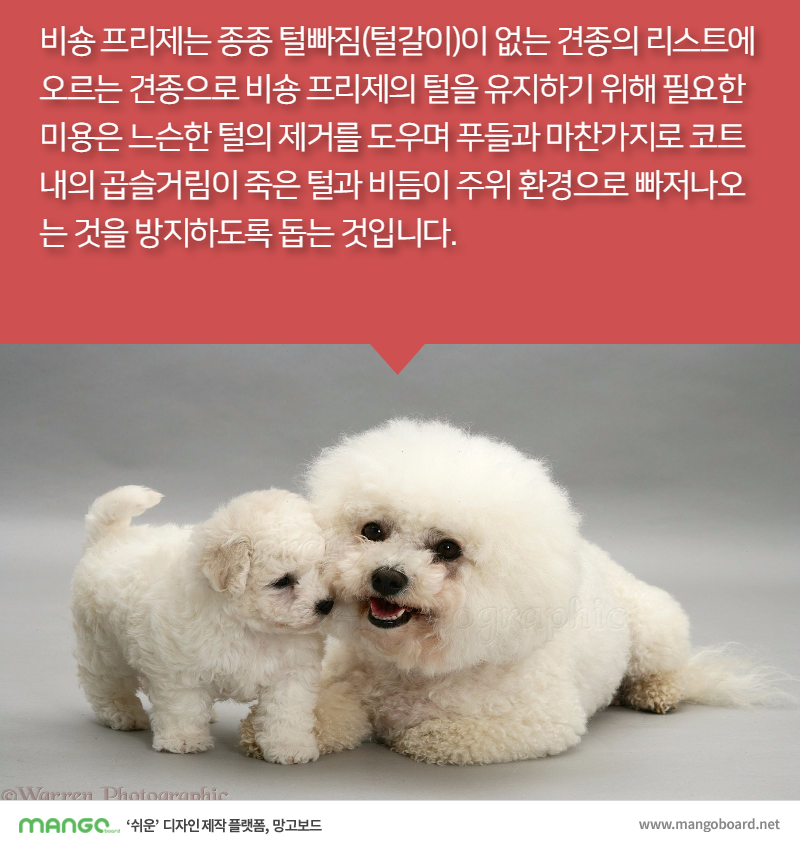 [견종정보] 비숑 프리제 이야기 | 인스티즈