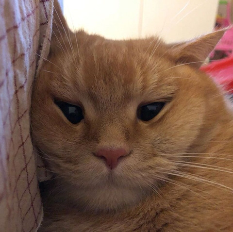 블라디 이미지