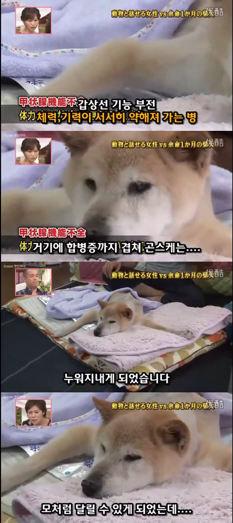사고로 하반신 마비가되자 주인에게 비참하게 버림받은 시바견 사연 (애니멀 커뮤니케이터 하이디) | 인스티즈