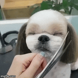 미용사들이 좋아하는 타입의 손님 .gif | 인스티즈