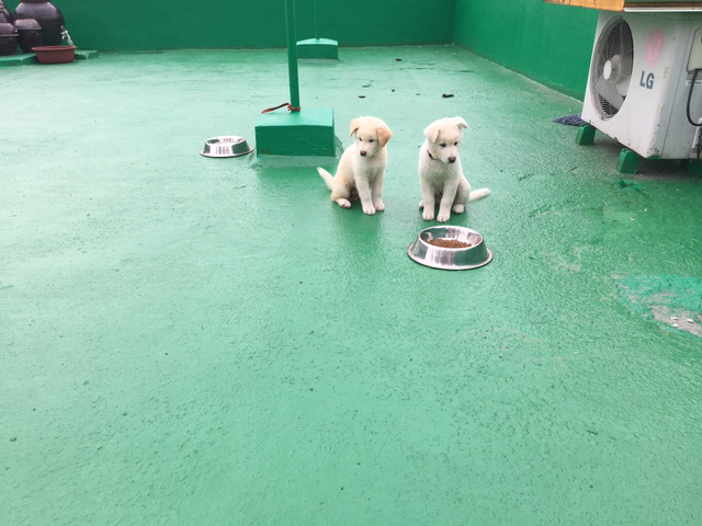 똥강아지 이미지
