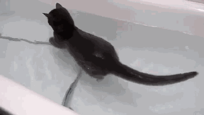 물이 좋다냥.gif | 인스티즈