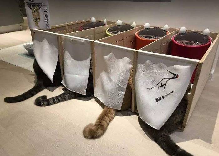 서로의 밥을 뺏어먹는 야옹이들을 위한 해결책 | 인스티즈