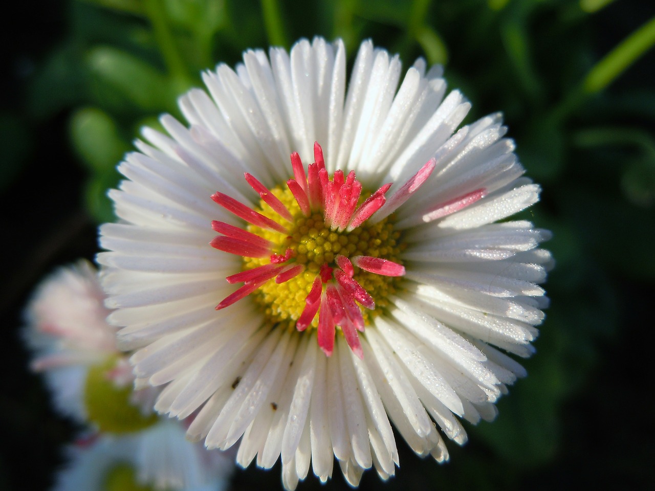 데이지(daisy) 이미지