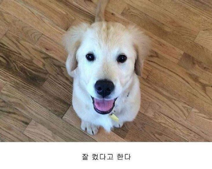 치아교정한 댕댕이 | 인스티즈