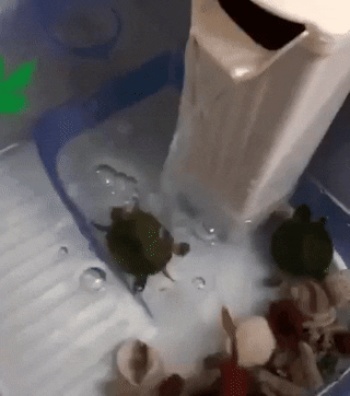 영원히 고통받는 거북이.gif | 인스티즈