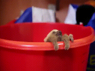아기 나무늘보.gif | 인스티즈