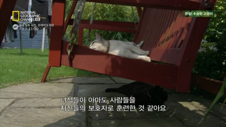 인간이 고양이를 반려동물로 키우기 시작한 과정 | 인스티즈