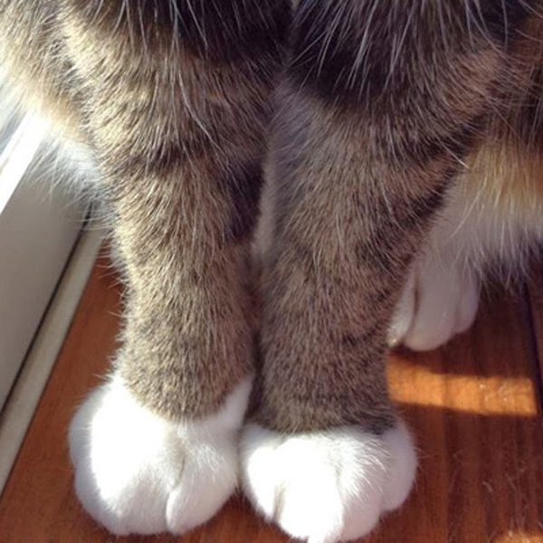 고양이 애호가들이 환장해 하는 부위 | 인스티즈