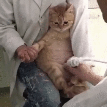 새끼 밴 초음파 검사하는 고양이 | 인스티즈