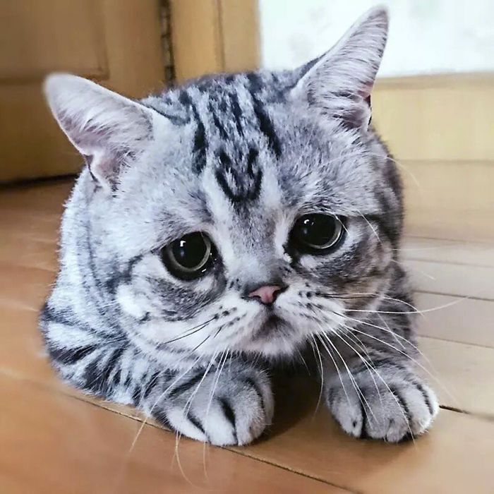 세상에서 가장 슬픈 고양이.jpg | 인스티즈