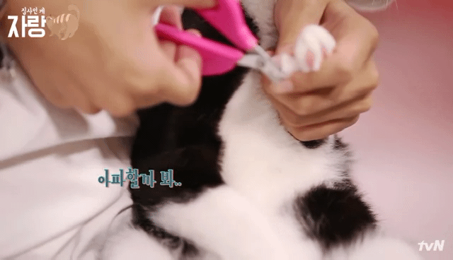 [집사인게자랑] 평화로운 고양이 발톱 자르기.jpg | 인스티즈