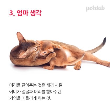 도도한 고양이가 머리 긁기를 허락한 이유 | 인스티즈